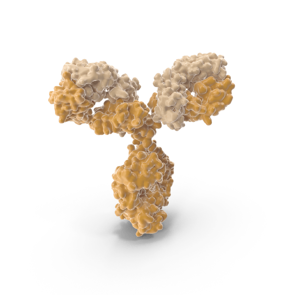 Mouse Anti-Poliovirus type 2 Monoclonal antibody, Clone IZC 295-03